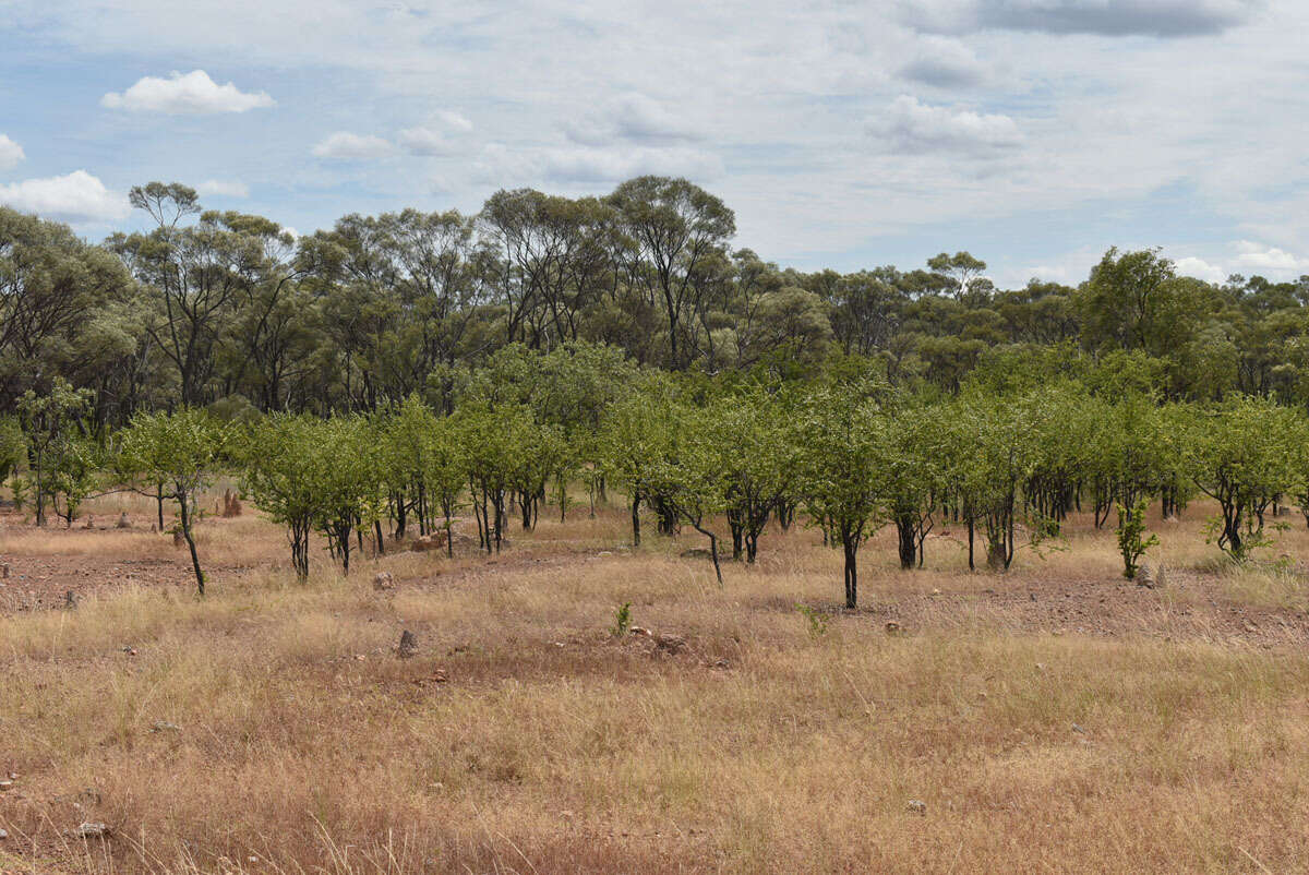 Image of Quinine Bush