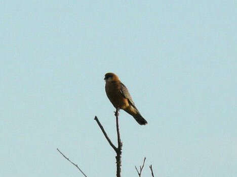 Image of Red-footed Falcon