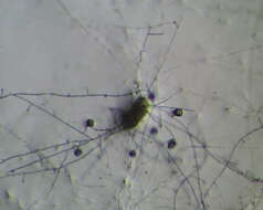 Image of Metacordyceps chlamydosporia (H. C. Evans) G. H. Sung, J. M. Sung, Hywel-Jones & Spatafora 2007