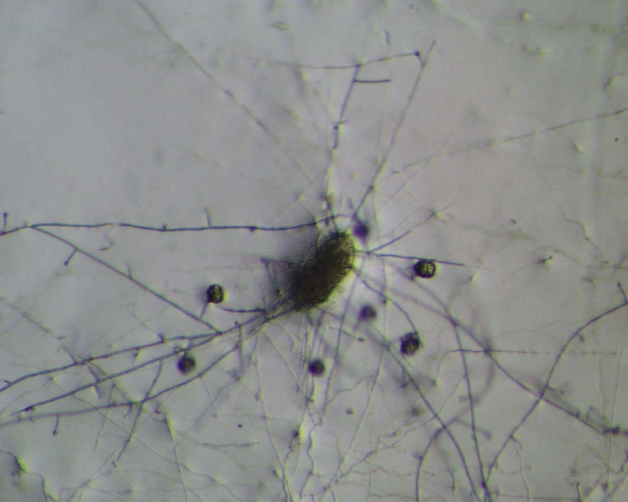 Plancia ëd Metacordyceps chlamydosporia (H. C. Evans) G. H. Sung, J. M. Sung, Hywel-Jones & Spatafora 2007