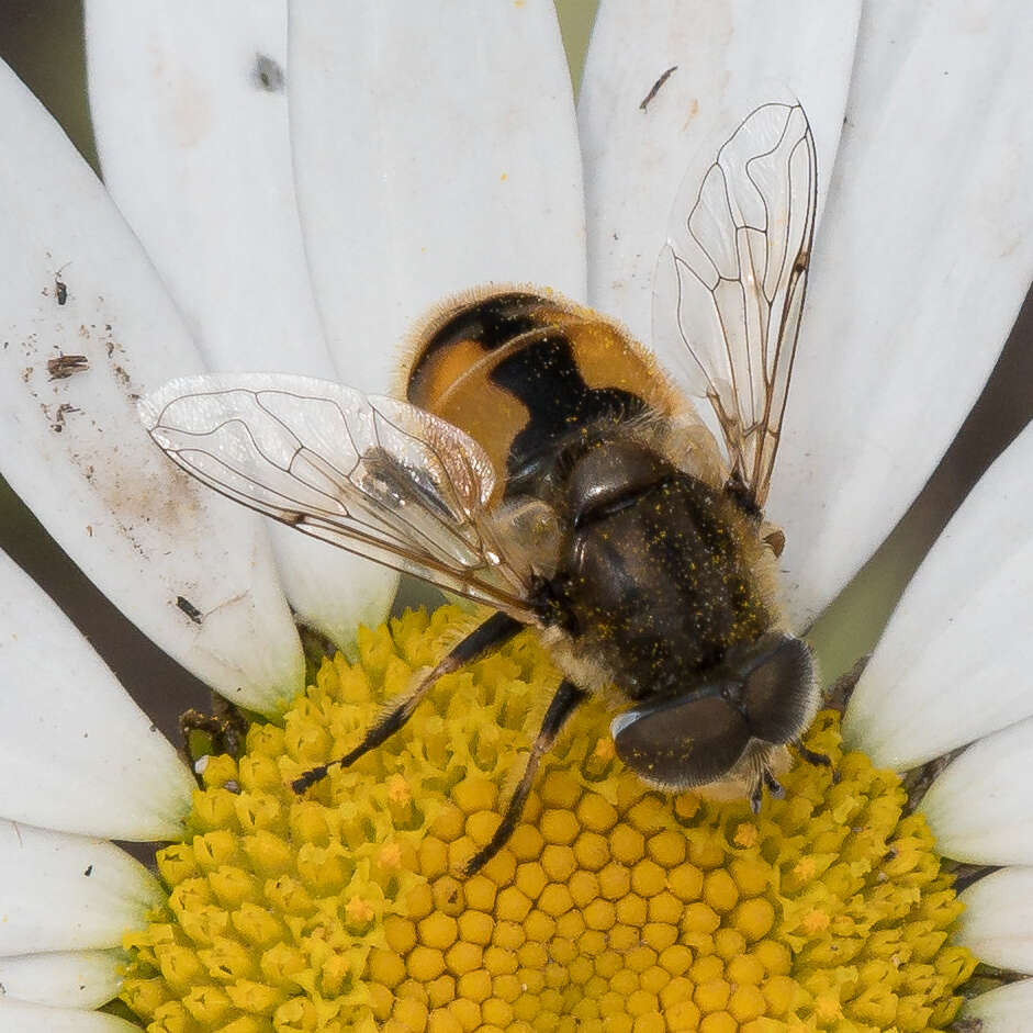 Image of Eristalis brousii Williston 1882