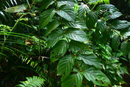 Image of Uncaria lanosa var. appendiculata (Benth.) Ridsdale