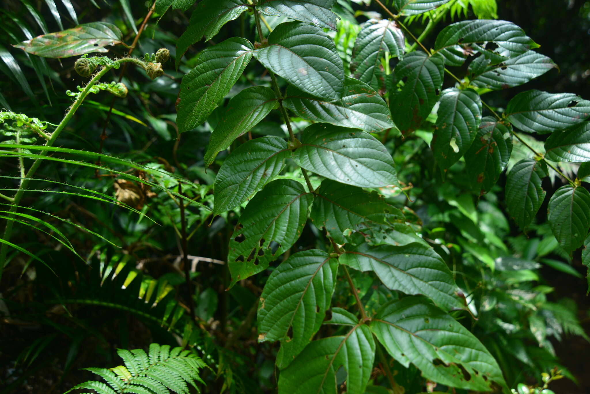 Image of Uncaria lanosa var. appendiculata (Benth.) Ridsdale