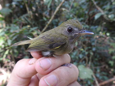 Image of Flammulated Bamboo Tyrant