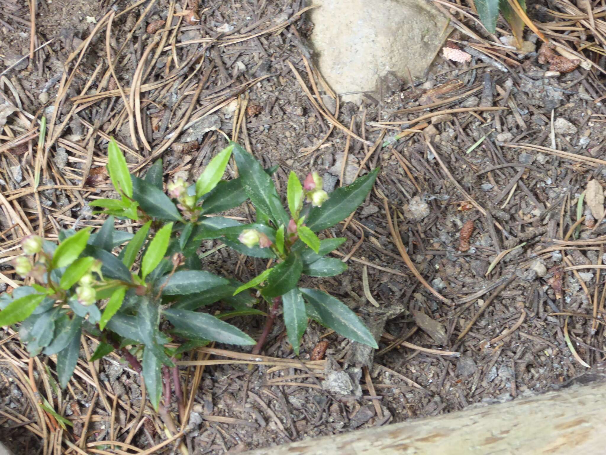 Image of little prince's pine