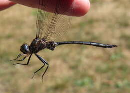 Image of Williamson's Emerald