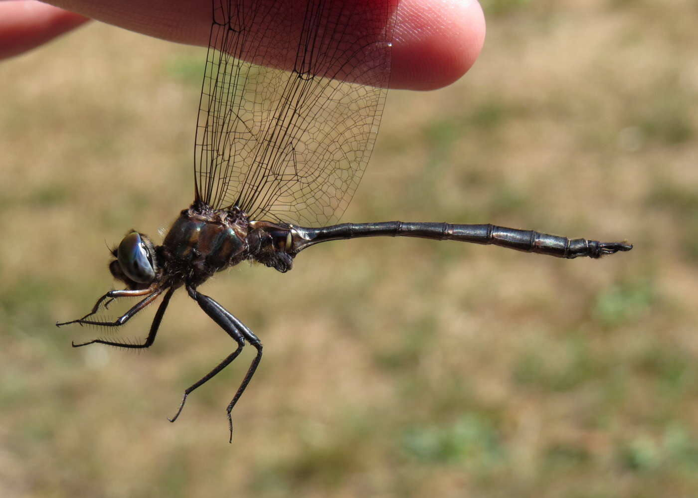 Image of Williamson's Emerald