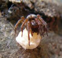 Image of Cybaeopsis macaria (Chamberlin 1947)