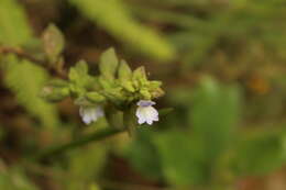 Plancia ëd Achetaria bicolor Pennell