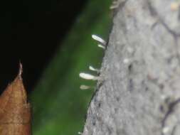 Image of Typhula setipes (Grev.) Berthier 1976