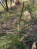 Image of Xanthorrhoea minor R. Br.