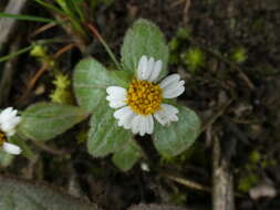 Image of Galinsoga caligensis J. M. Canne