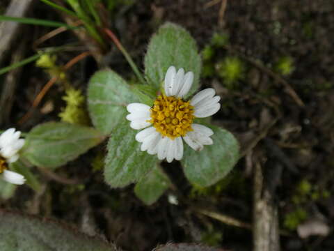 Galinsoga caligensis J. M. Canne resmi