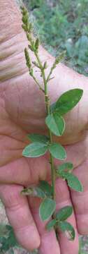 Imagem de Desmodium ciliare (Willd.) DC.