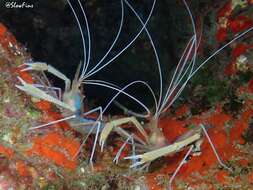 Image of flameback coral shrimp