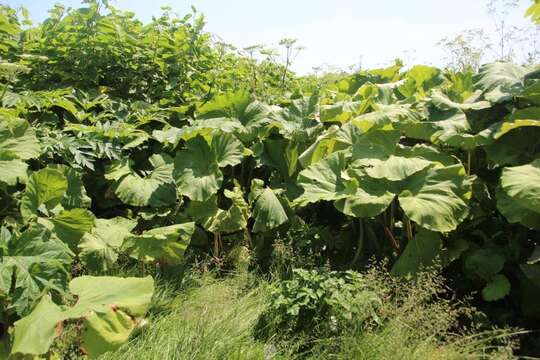 Image of Bog rhubarb