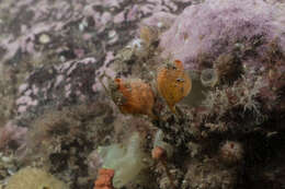 Image of stalked sea squirt
