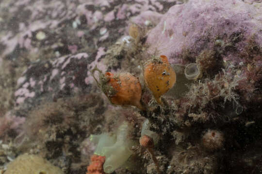 Image of stalked sea squirt