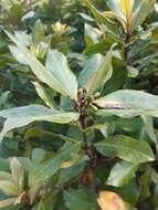 Image of Azores laurel