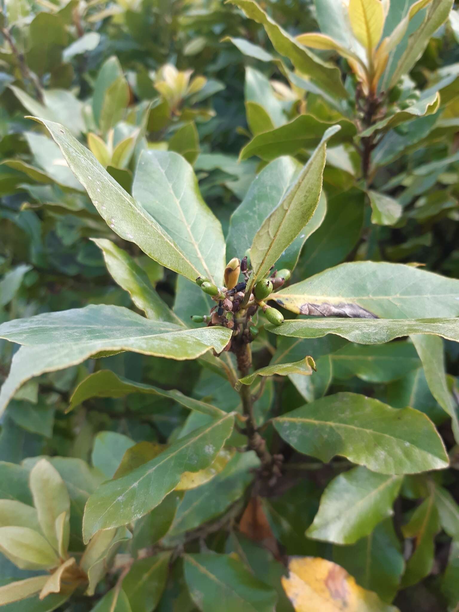 Image of Azores laurel