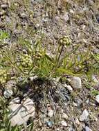 Image of spider milkweed