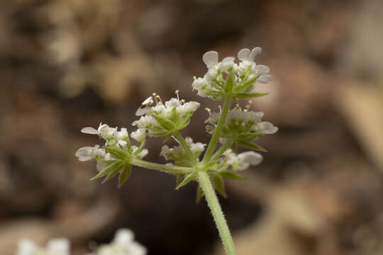 Image of Tordylium pestalozzae Boiss.