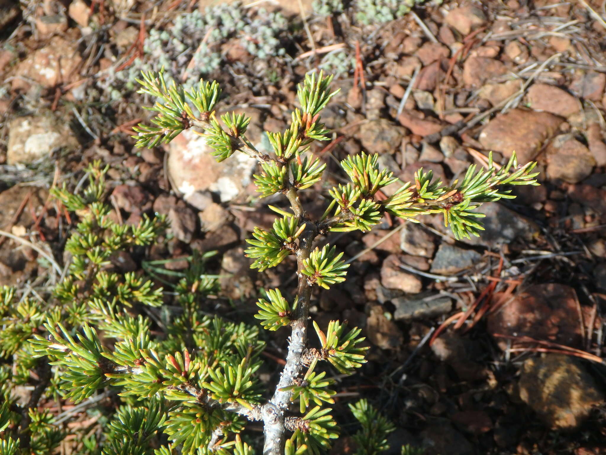 Image of Cyprus Cedar