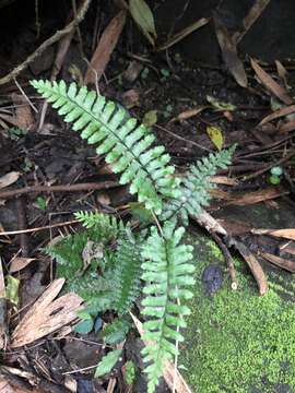 Hymenasplenium apogamum (N. Murak. & Hatan.) Nakaike resmi