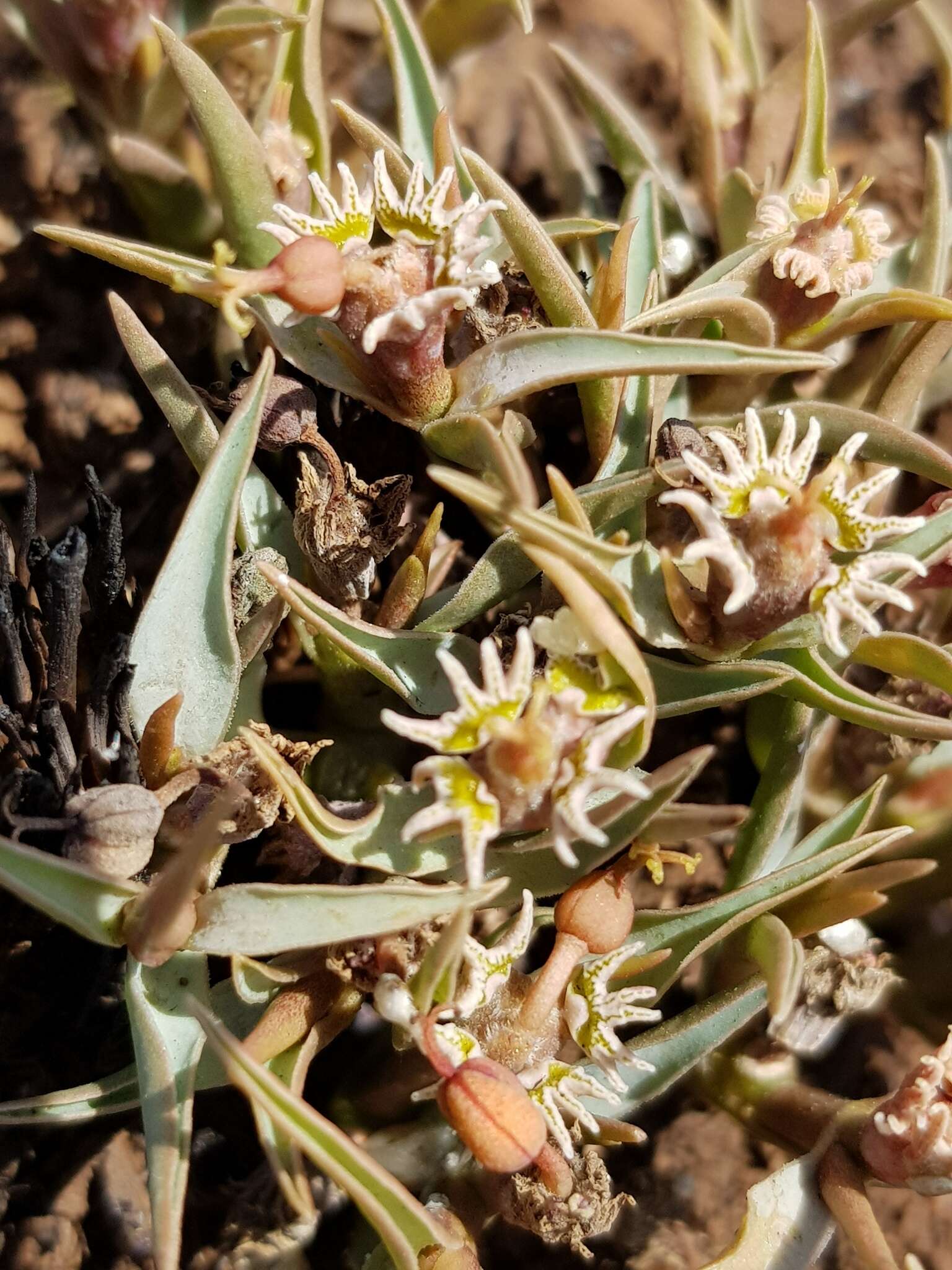 Image of Euphorbia pseudotuberosa Pax