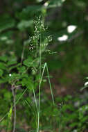 Image of Poa sichotensis Prob.