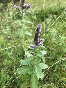 Image of Horse Mint