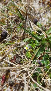 Image of Dwarf Pansy