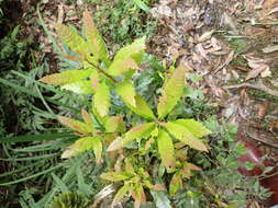 Image of red bayberry