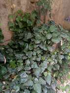 Imagem de Hedera algeriensis Hibberd