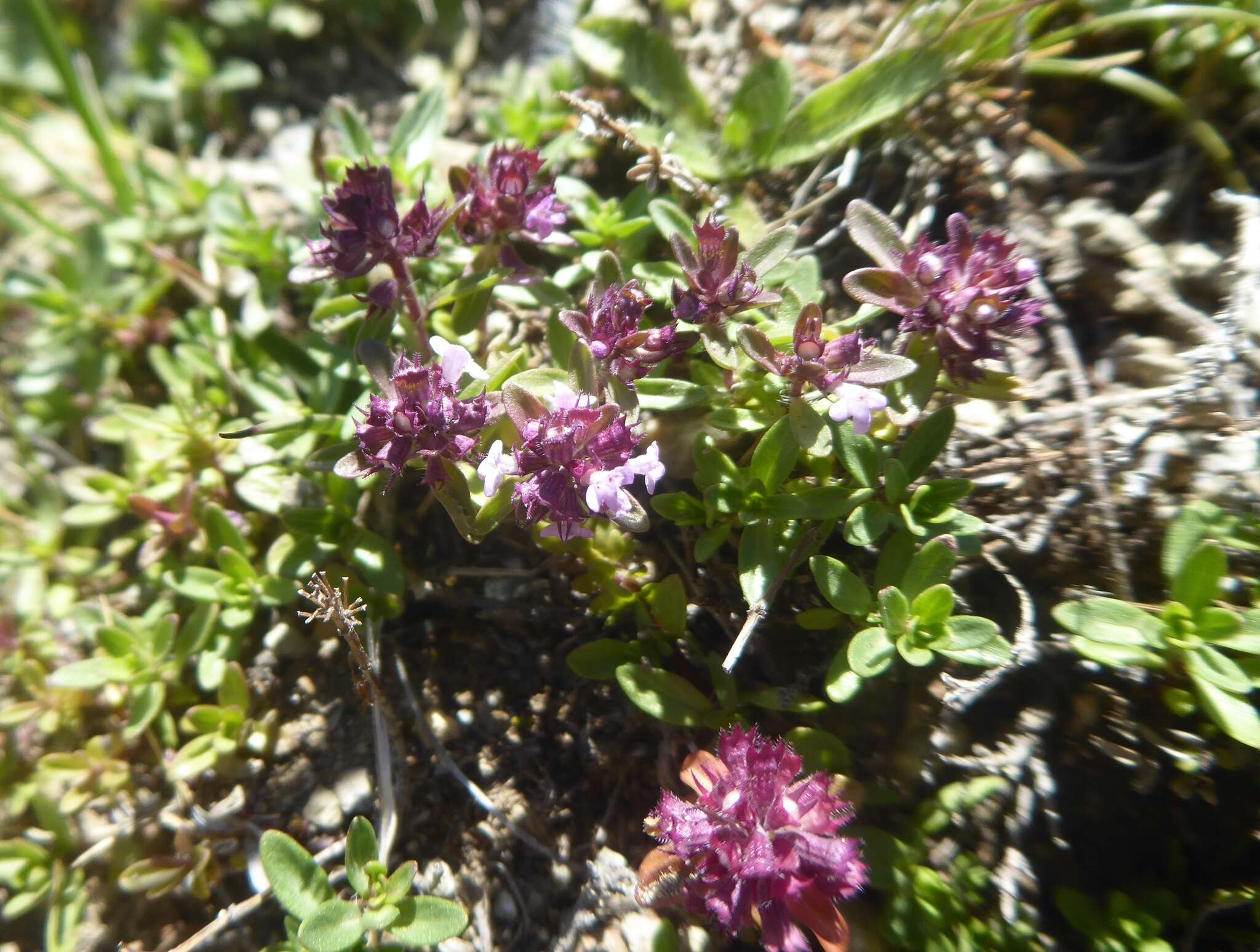 Imagem de Thymus longicaulis C. Presl