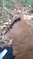 Image of Bolitoglossa hartwegi Wake & Brame 1969