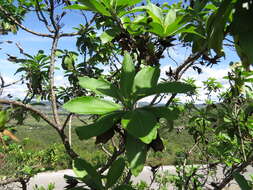 Image of Eremogeton grandiflorus (A. Gray) Standley & L. O. Williams