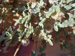 Image de Neurada procumbens L.