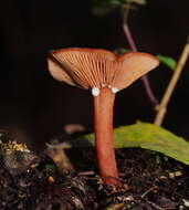 Plancia ëd Lactarius eucalypti O. K. Mill. & R. N. Hilton 1987