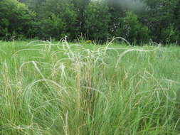 Image de Stipa pennata subsp. sabulosa (Pacz.) Tzvelev