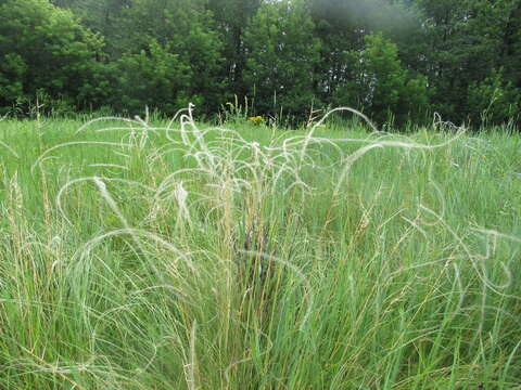 Image of Stipa pennata subsp. sabulosa (Pacz.) Tzvelev