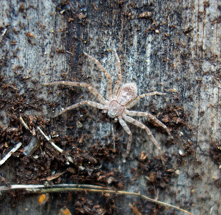 Image of Philodromus fuscomarginatus (De Geer 1778)