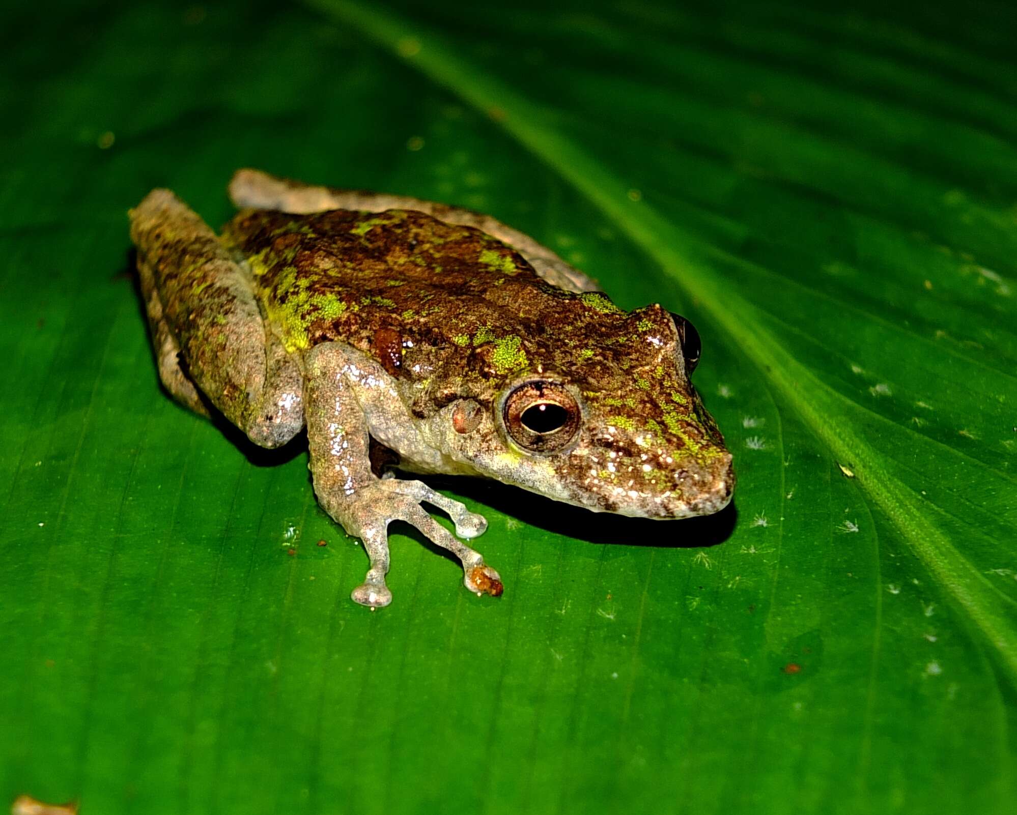 Image of Spix's snouted tree frog