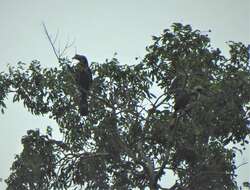 Image of Luzon Hornbill