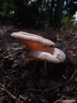 Image of Lentinus scleropus (Pers.) Fr. 1836