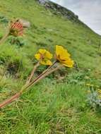 Image of Geum capense Thunb.