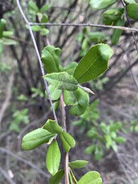 Image of Brachylaena ilicifolia (Lam.) Phill. & Schweick.