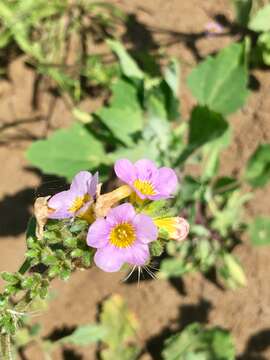 Image of shortlobe phacelia