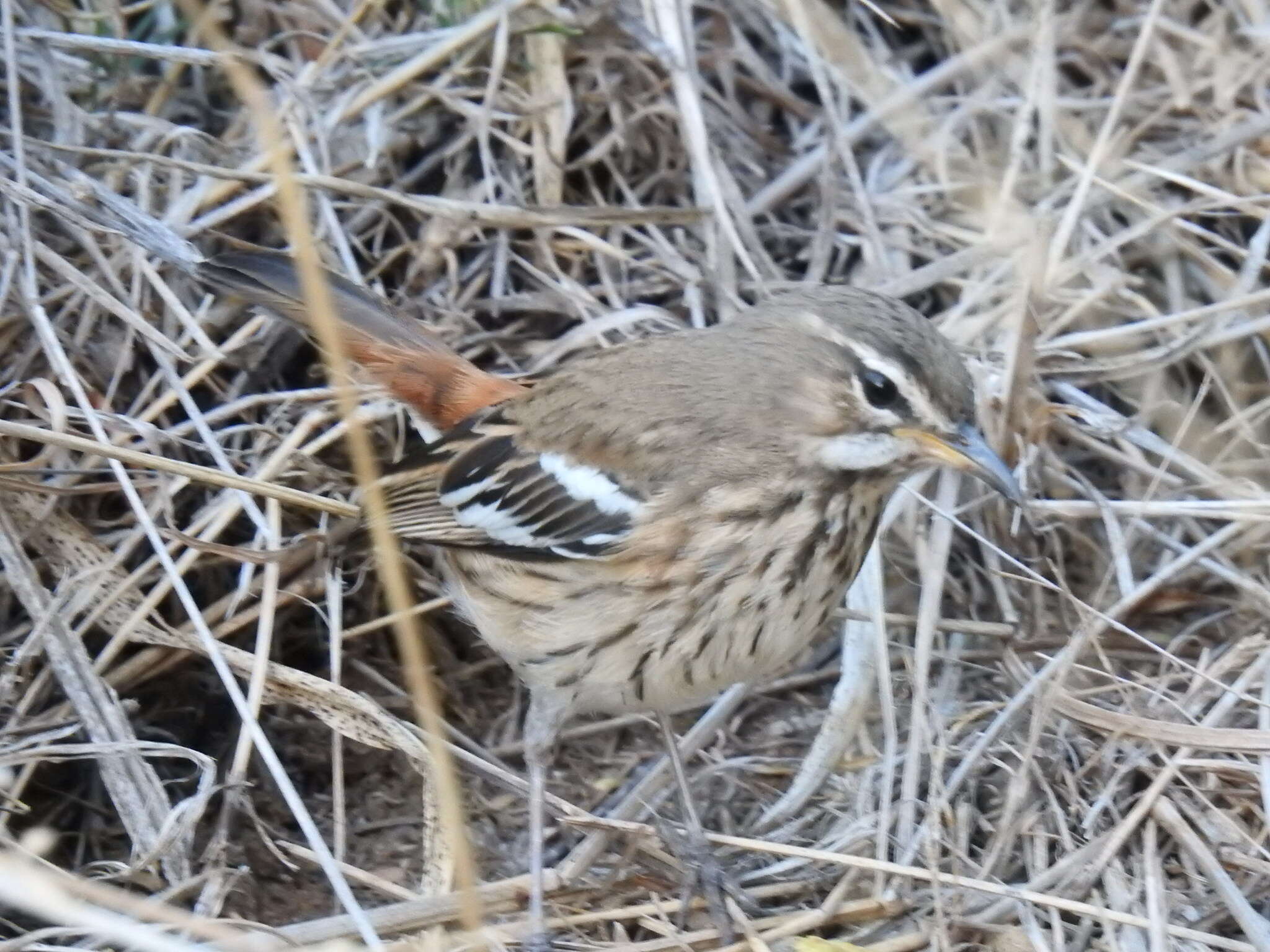 Cercotrichas leucophrys leucophrys (Vieillot 1817)的圖片