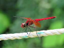 Image of Sympetrum speciosum Oguma 1915